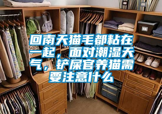 回南天貓毛都粘在一起，面對(duì)潮濕天氣，鏟屎官養(yǎng)貓需要注意什么