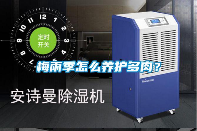 梅雨季怎么養護多肉？