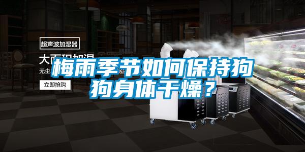 梅雨季節如何保持狗狗身體干燥？