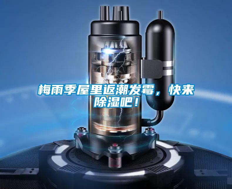 梅雨季屋里返潮發霉，快來除濕吧！