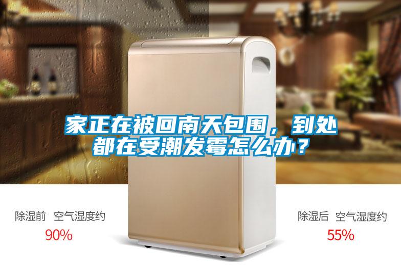 家正在被回南天包圍，到處都在受潮發霉怎么辦？
