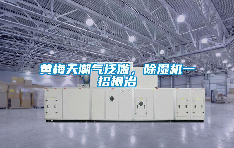 黃梅天潮氣泛濫，除濕機一招根治