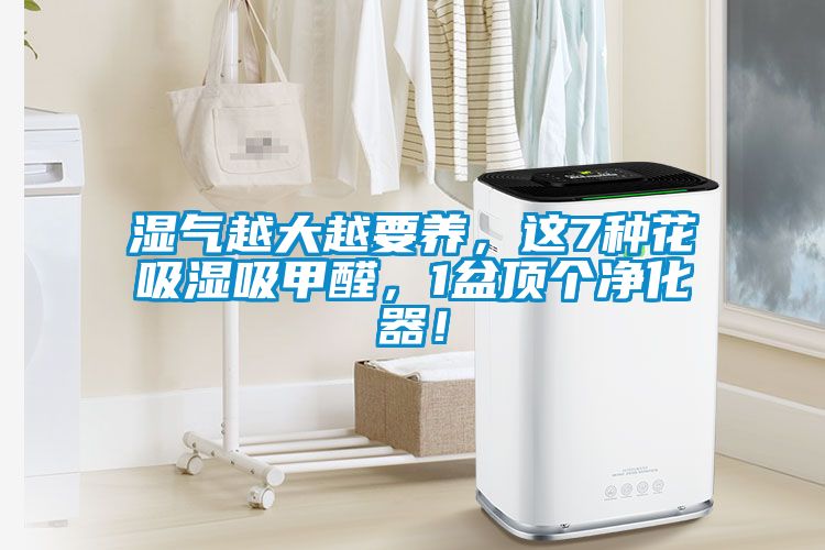 濕氣越大越要養，這7種花吸濕吸甲醛，1盆頂個凈化器！